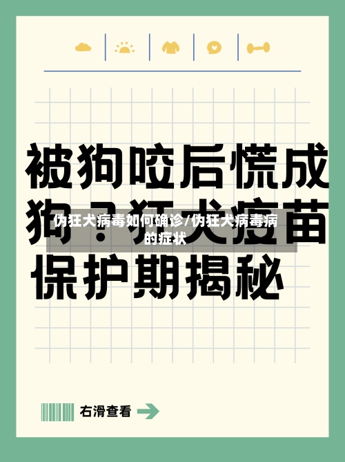伪狂犬病毒如何确诊/伪狂犬病毒病的症状-第3张图片