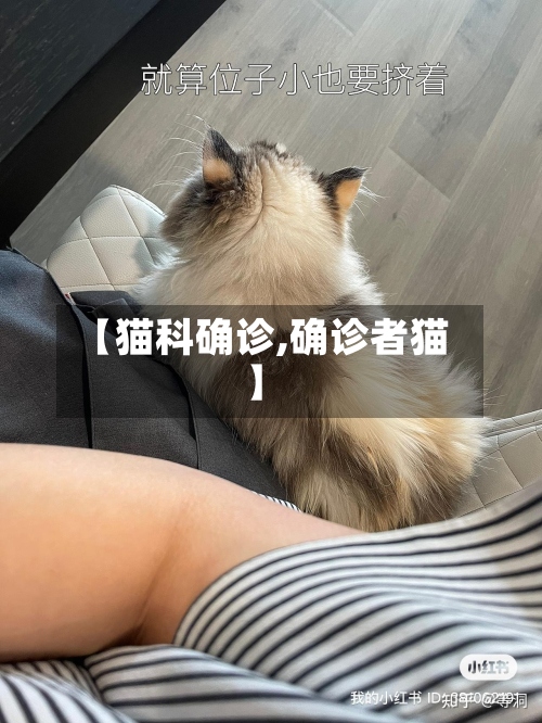 【猫科确诊,确诊者猫】-第2张图片
