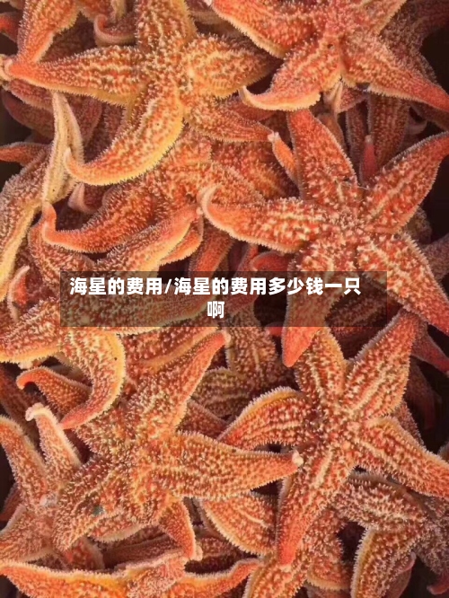 海星的费用/海星的费用多少钱一只啊-第2张图片