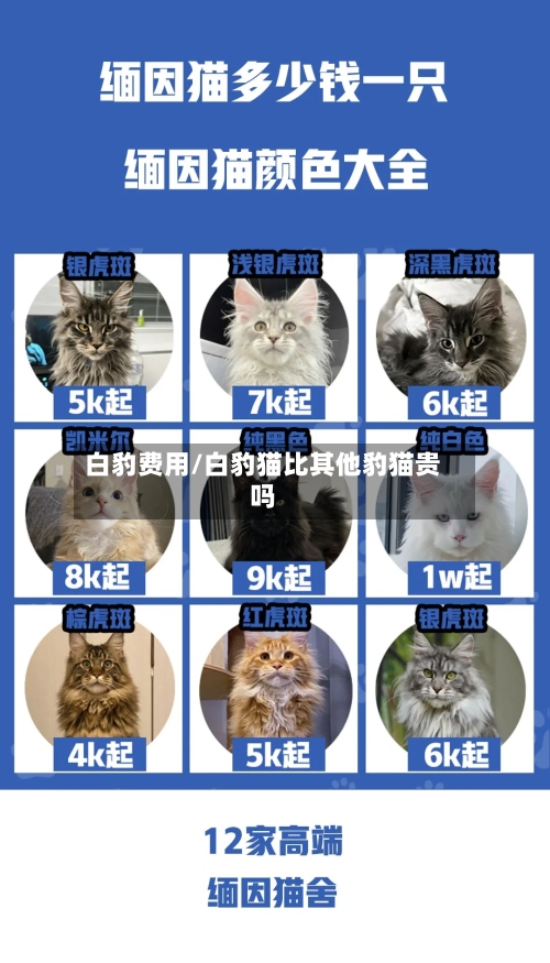 白豹费用/白豹猫比其他豹猫贵吗