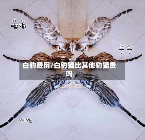 白豹费用/白豹猫比其他豹猫贵吗-第2张图片