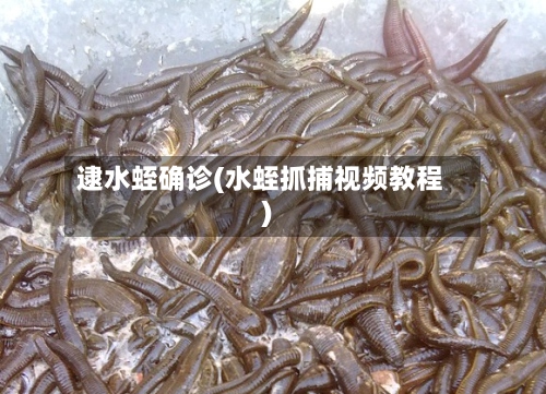 逮水蛭确诊(水蛭抓捕视频教程)