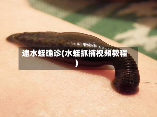 逮水蛭确诊(水蛭抓捕视频教程)-第2张图片