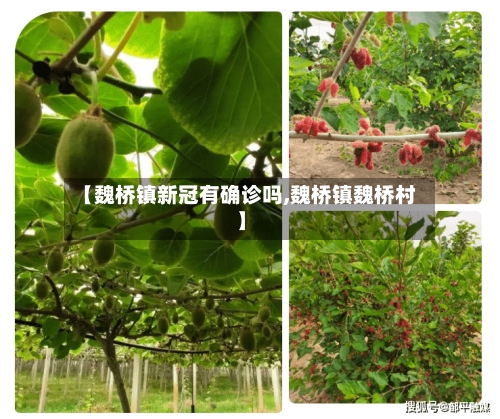 【魏桥镇新冠有确诊吗,魏桥镇魏桥村】