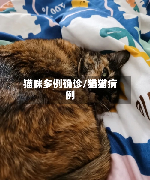猫咪多例确诊/猫猫病例