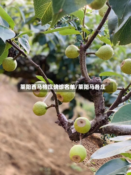 莱阳西马格庄确诊名单/莱阳马各庄