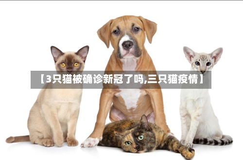 【3只猫被确诊新冠了吗,三只猫疫情】-第2张图片
