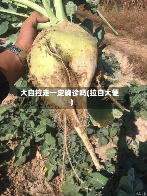 大白拉走一定确诊吗(拉白大便)