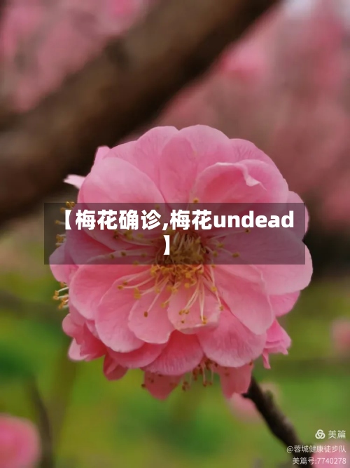 【梅花确诊,梅花undead】-第2张图片