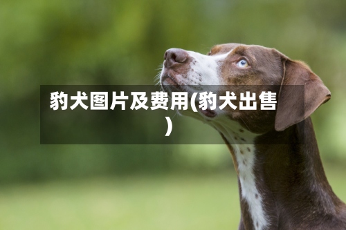 豹犬图片及费用(豹犬出售)