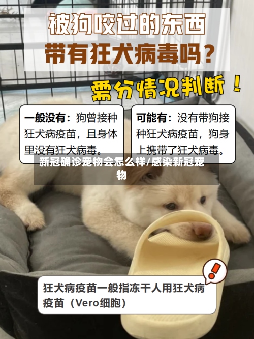 新冠确诊宠物会怎么样/感染新冠宠物