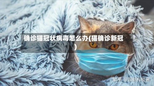 确诊猫冠状病毒怎么办(猫确诊新冠)-第3张图片