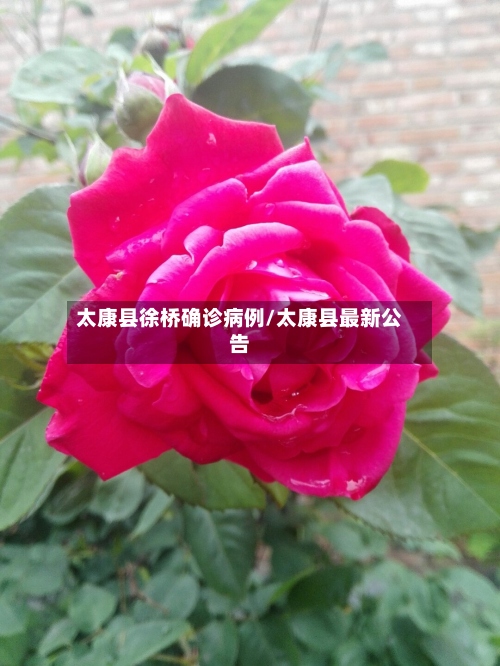 太康县徐桥确诊病例/太康县最新公告