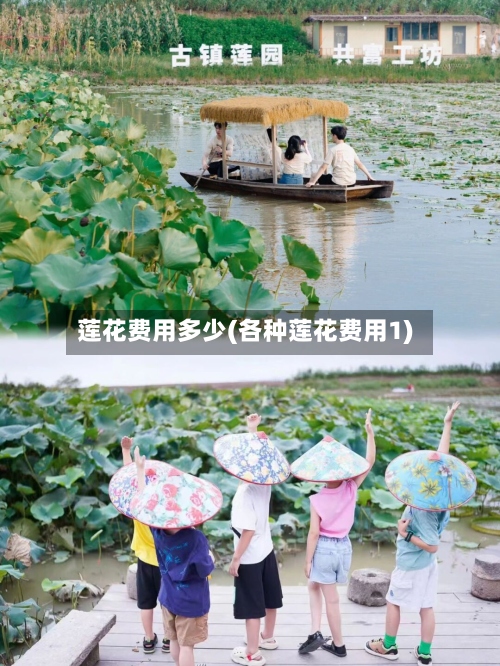 莲花费用多少(各种莲花费用1)-第2张图片