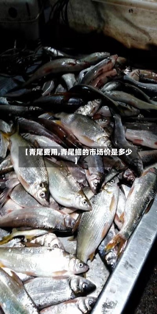 【青尾费用,青尾鲴的市场价是多少】