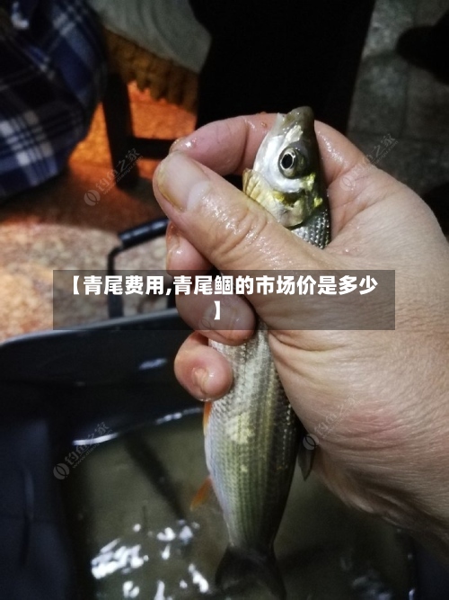 【青尾费用,青尾鲴的市场价是多少】-第2张图片