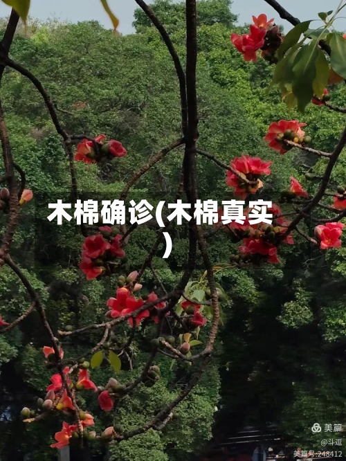 木棉确诊(木棉真实)-第2张图片