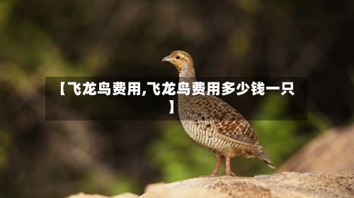 【飞龙鸟费用,飞龙鸟费用多少钱一只】-第3张图片