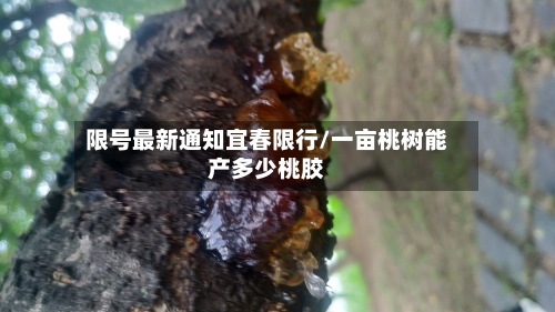 限号最新通知宜春限行/一亩桃树能产多少桃胶