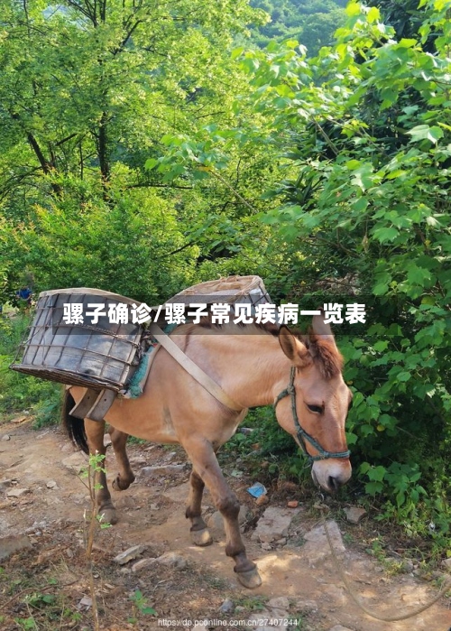 骡子确诊/骡子常见疾病一览表-第3张图片