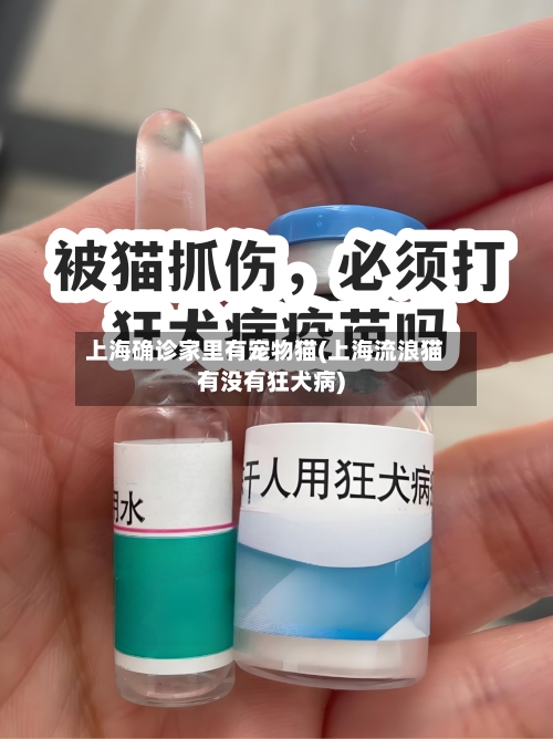 上海确诊家里有宠物猫(上海流浪猫有没有狂犬病)-第3张图片
