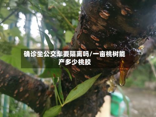 确诊坐公交车要隔离吗/一亩桃树能产多少桃胶-第2张图片