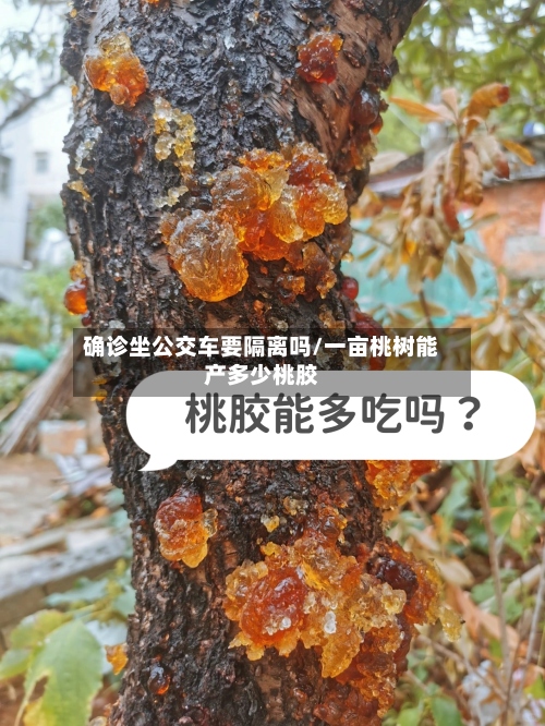 确诊坐公交车要隔离吗/一亩桃树能产多少桃胶-第3张图片
