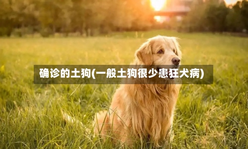 确诊的土狗(一般土狗很少患狂犬病)