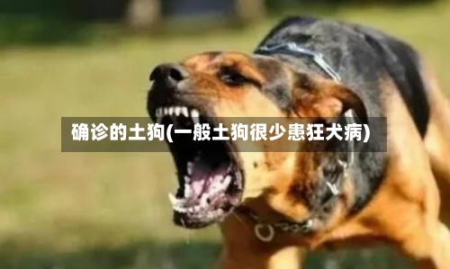 确诊的土狗(一般土狗很少患狂犬病)-第2张图片