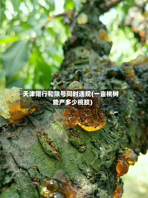 天津限行和限号同时违规(一亩桃树能产多少桃胶)
