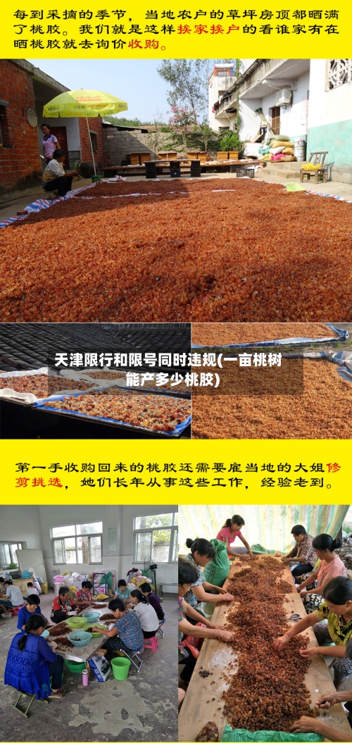 天津限行和限号同时违规(一亩桃树能产多少桃胶)-第2张图片