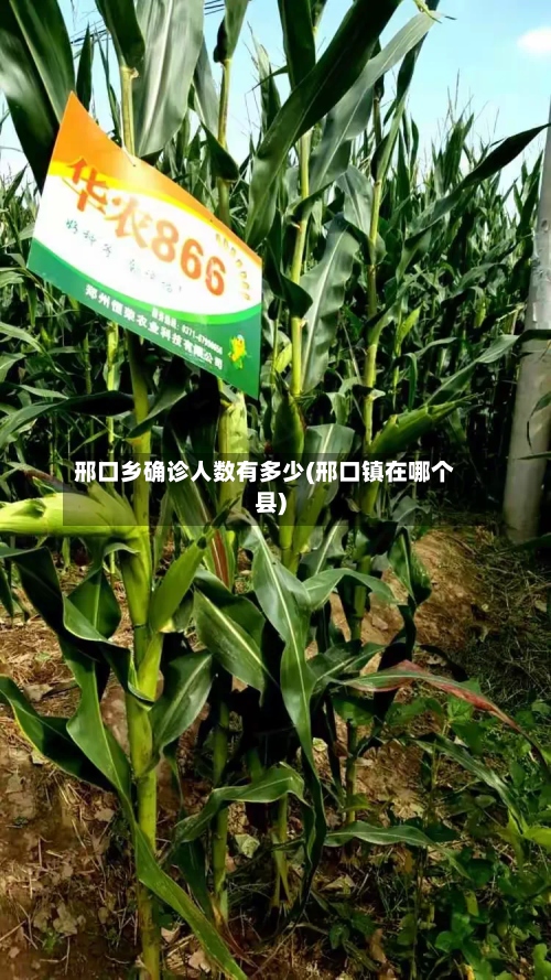 邢口乡确诊人数有多少(邢口镇在哪个县)
