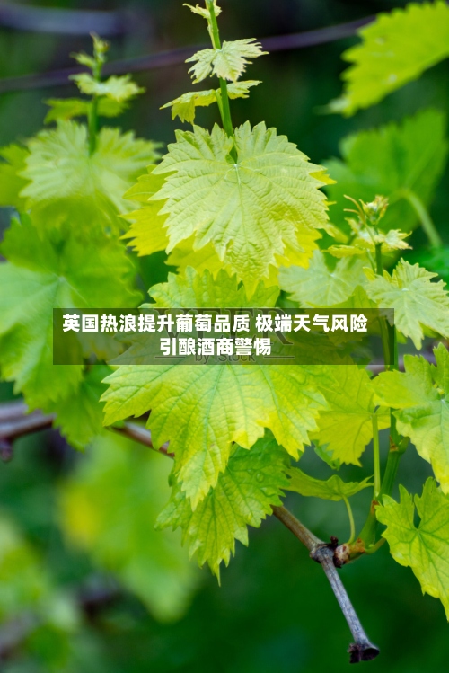 英国热浪提升葡萄品质 极端天气风险引酿酒商警惕